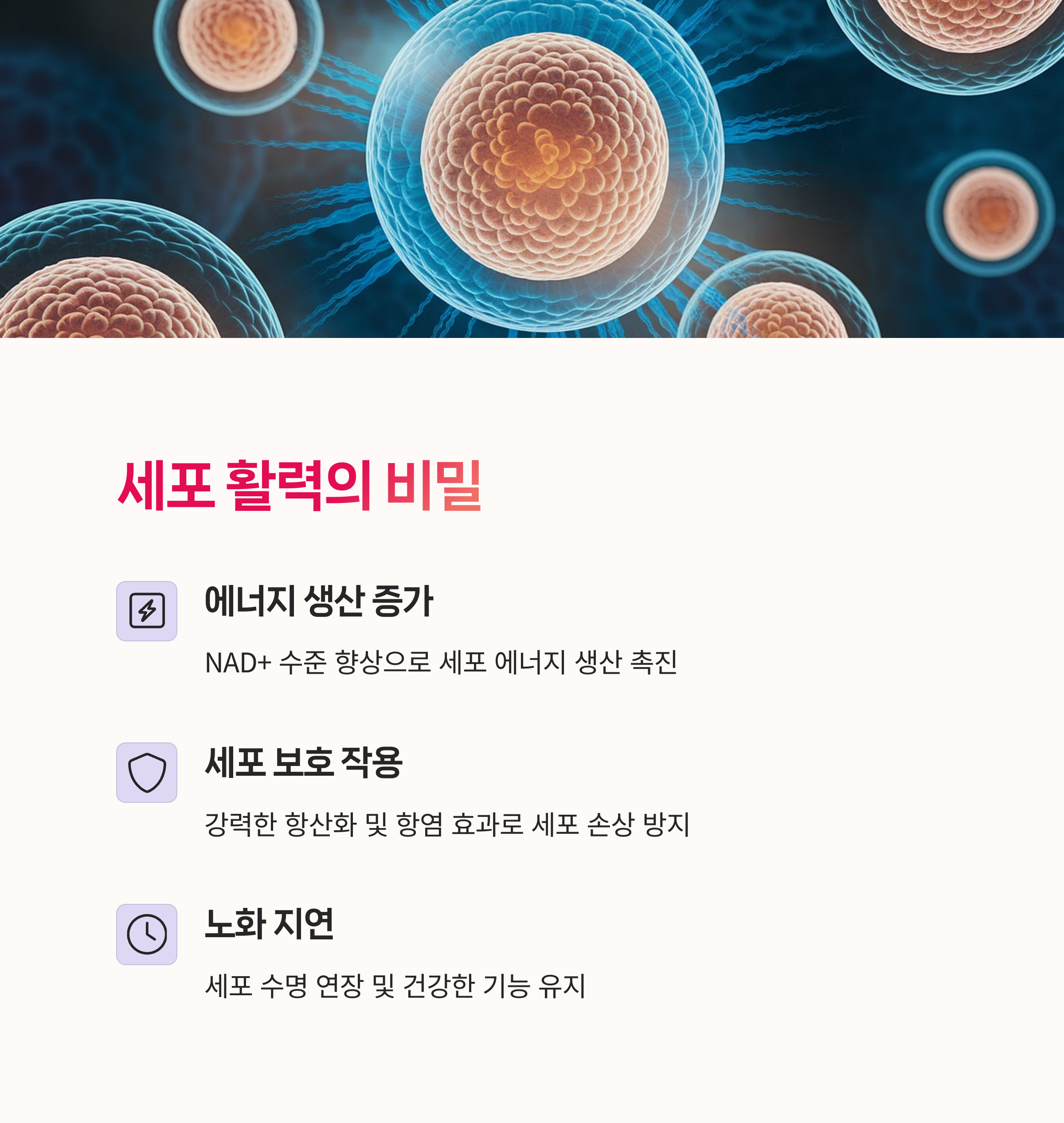 NAD+, 세포재생,