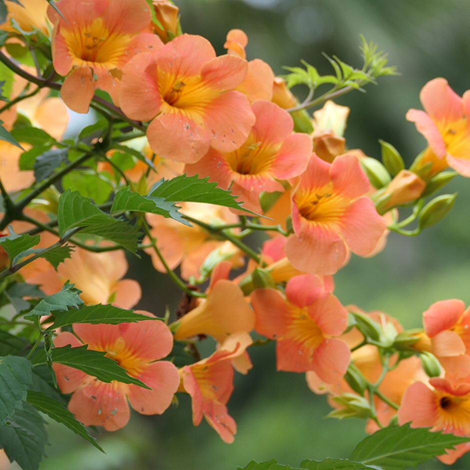 제주 비체올린 능소화축제