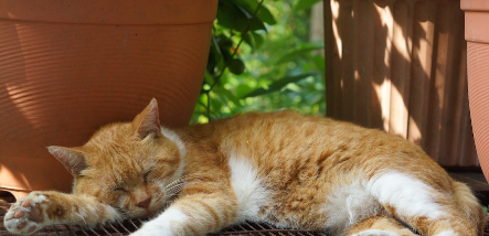 그늘에서 기분 좋게 자는 고양이.