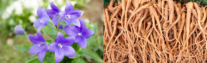 도라지꽃-도라지뿌리