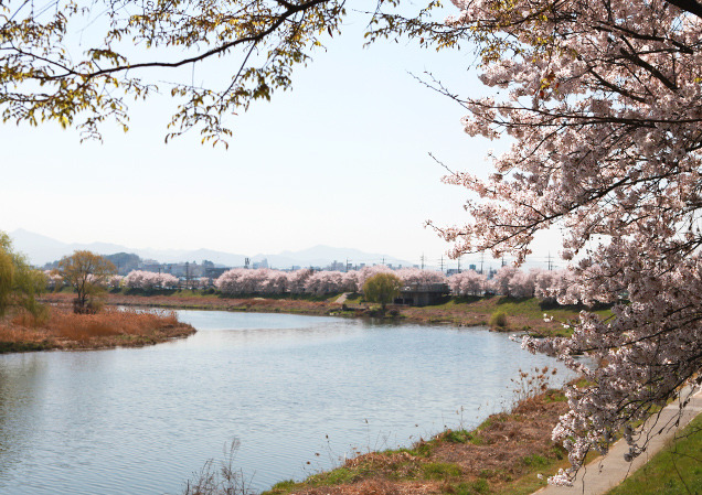 전주여행 가볼만한 곳 베스트10_ 05. 전주천 벚꽃길 & 오목대 벚꽃길 (숨은명소, 추천시간대, 주차, 벚꽃축제)
