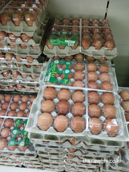단백질 섭취를 위한 계란 진열대 – 고단백·고효율 단백질 식품