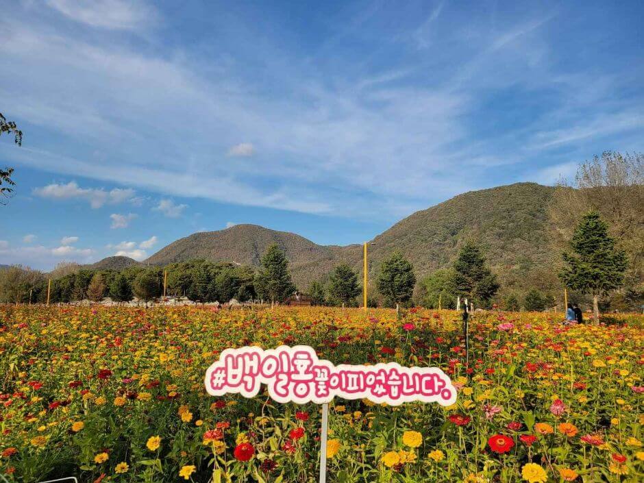 자라섬꽃페스타 2025 일정 및 프로그램, 입장권 구매방법, 주차, 할인혜택 정보