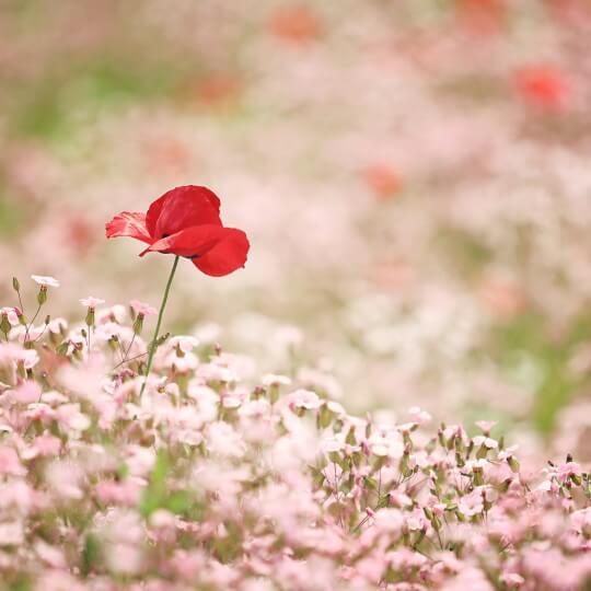 양귀비 파종시기