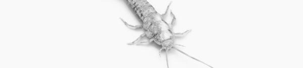 좀벌레 생기는 이유: 침대, 화장실, 집 등