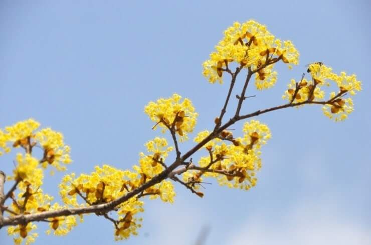 구례 산수유꽃축제