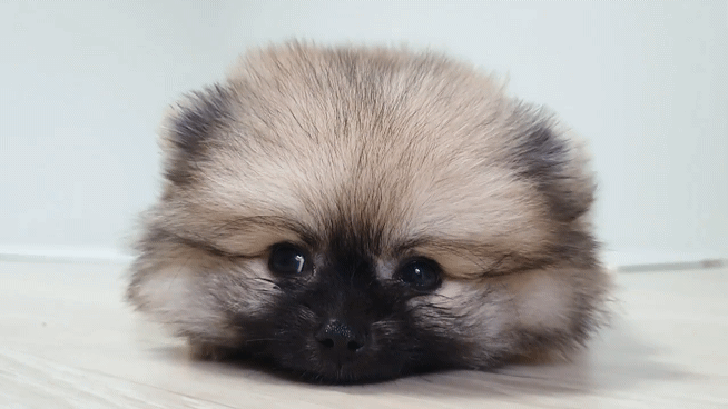 말랑한 인절미 강아지