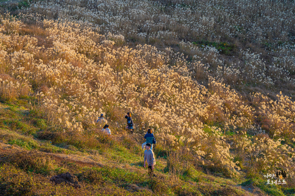 제주 금오름 억새