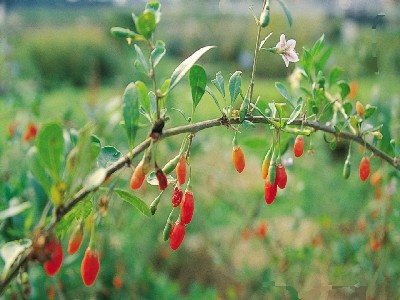 구기자 효능 10가지 및 부작용