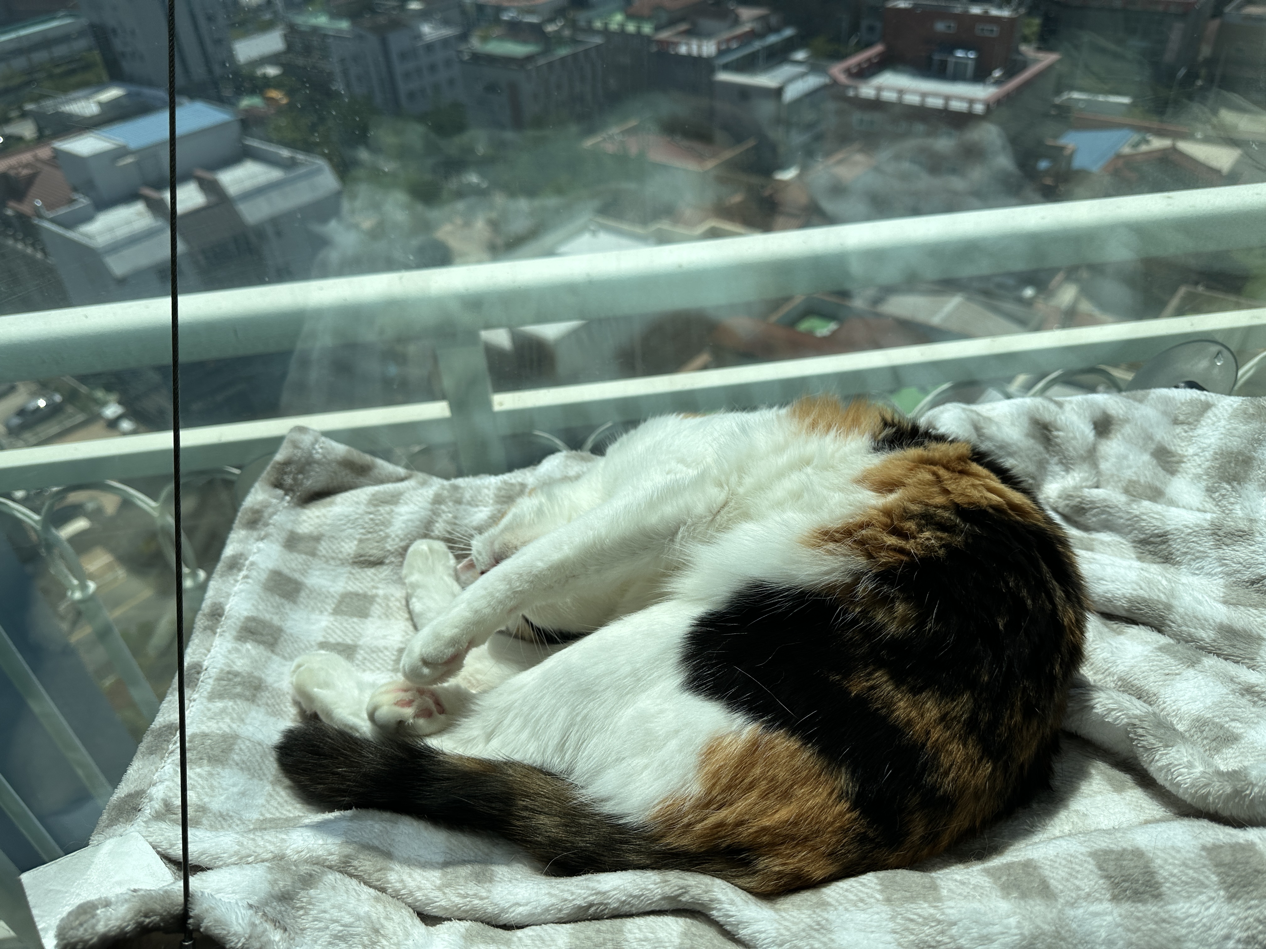 창문_해먹_위에서_그루밍_하고_있는_요미