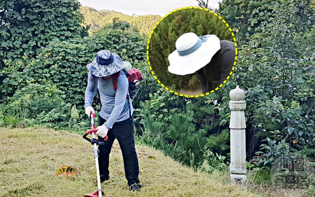 명절 성묘 말벌 검정색 옷, 생활 팁줌 매일꿀정보