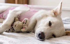 강아지 중성화 수술/출처:어도비스톡