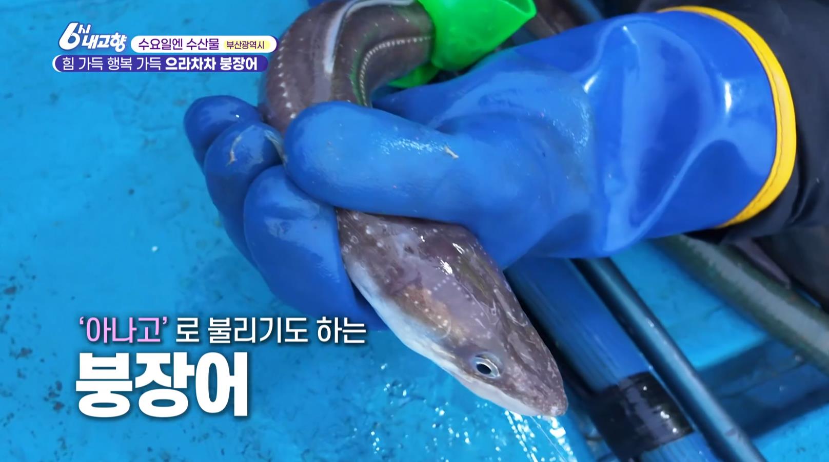 배에서 방금 잡아 올린 6시내고향 부산 붕장어