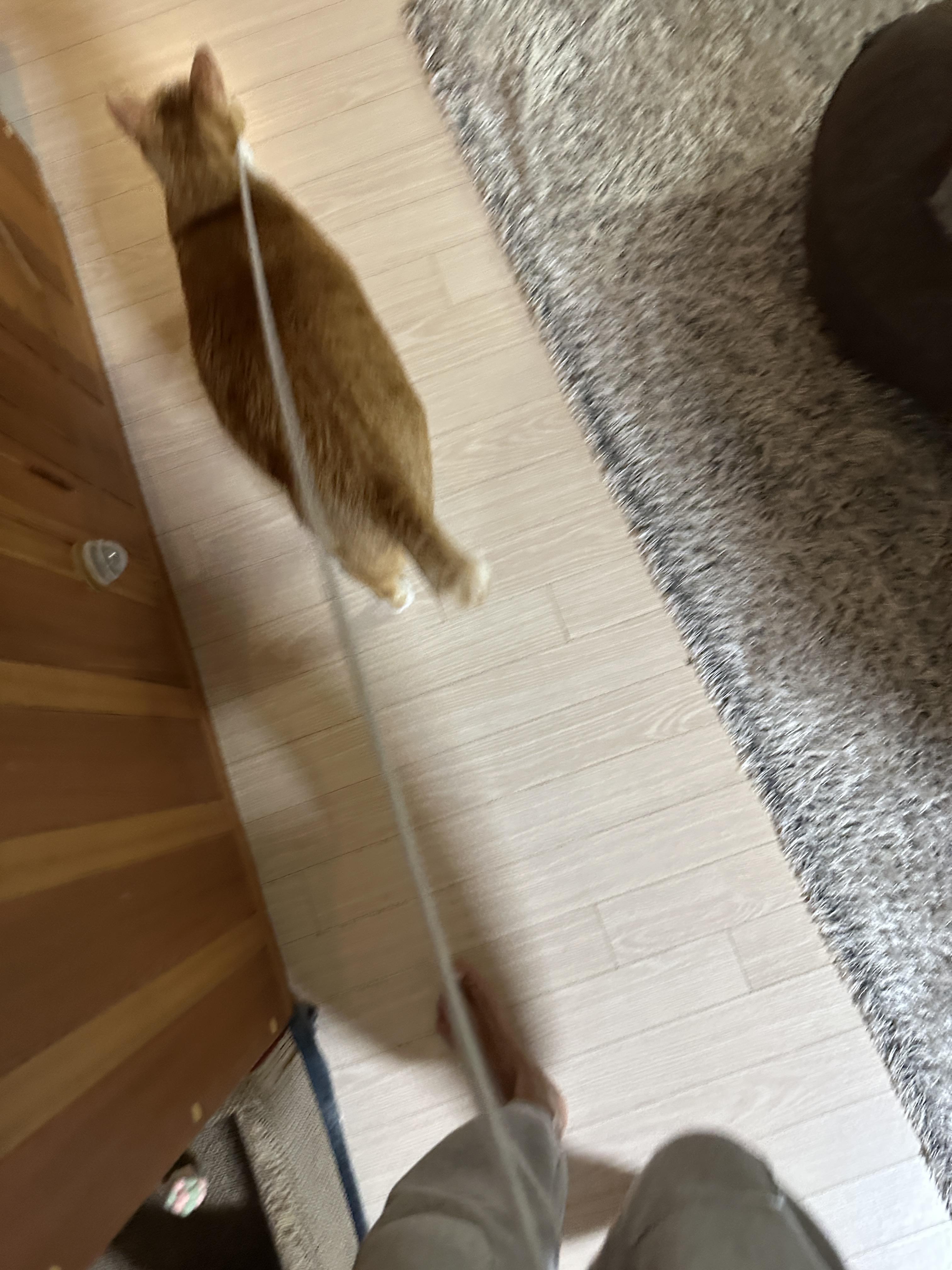 도대체 누가누굴 산책 시키는거냥 ㅋㅋ(feat.집안산책)