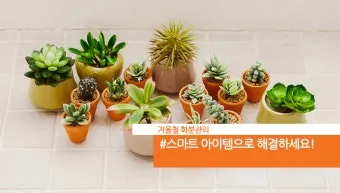 화분 겨울철 관리 난방건조 습도유지 물주기간격 조절 식물등보조_8