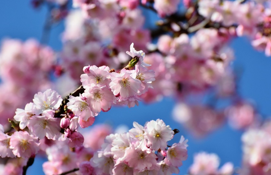 2025 수도권 봄꽃 명소- 여행지 추천(경기,인천,충청)에 관한 사진