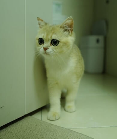 고양이 치매 초기 행동 정리