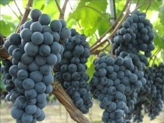 포도주 만드는 법