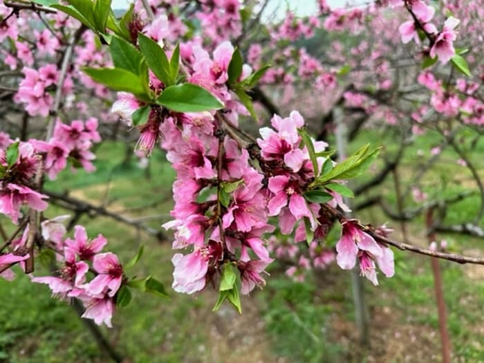 [4월 축제]서울근교 봄꽃 축제❘부천 춘덕산 복숭아꽃 축제❘복숭아꽃 개화가 절정이에요. 맛집 추천