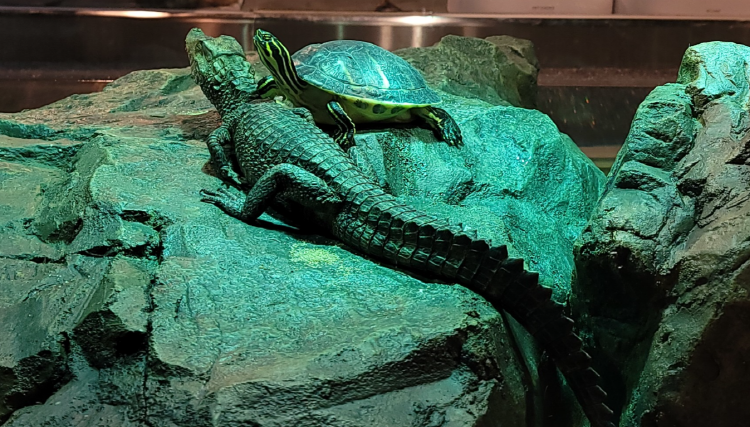 가평 신비동물원