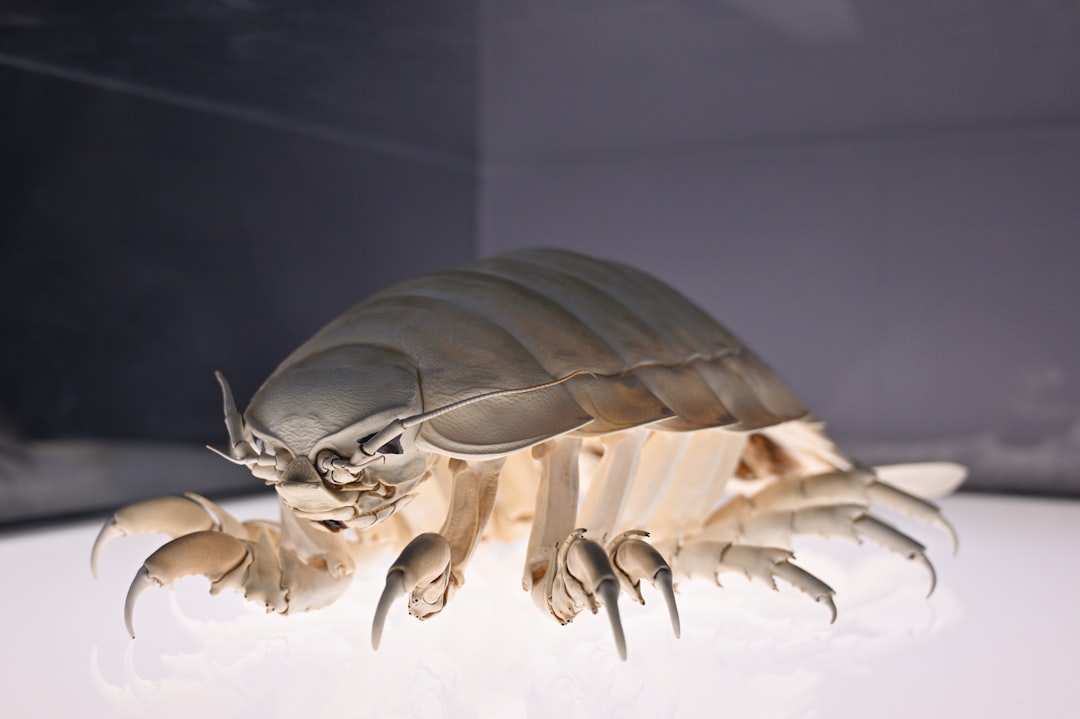 bed bug