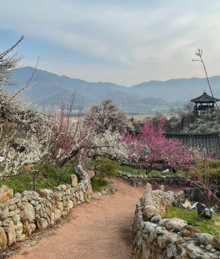 하동 매화밭