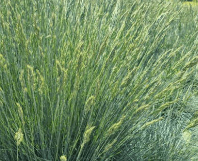 은사초 키우기 꽃 키우는 방법(고슴도치 풀)