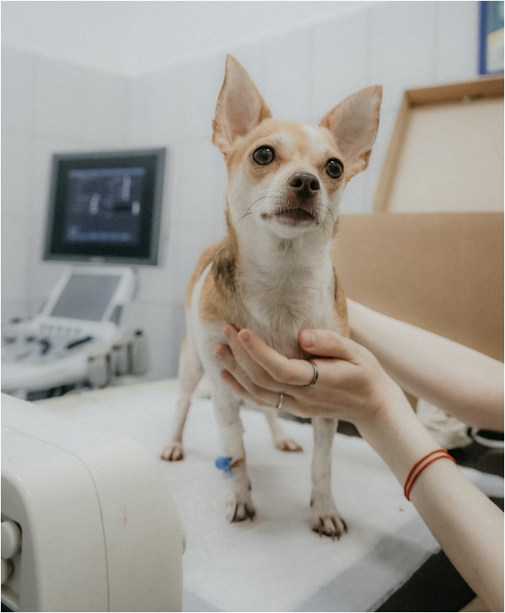 반려동물 보험 종류