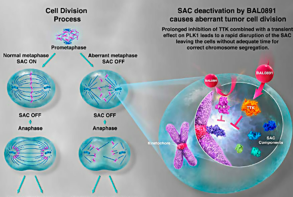 신라젠 주가 현황과 주가 전망