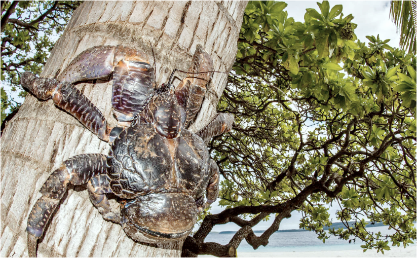 육상-절지동물-야자게1