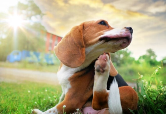 강아지 알레르기 증상