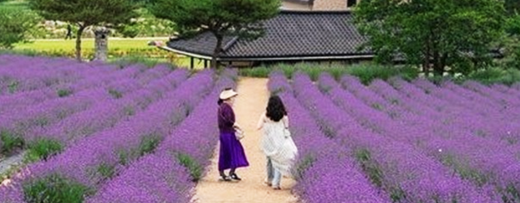 고창 청농원 라벤더 축제