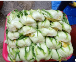 김장 배추 고르는 방법