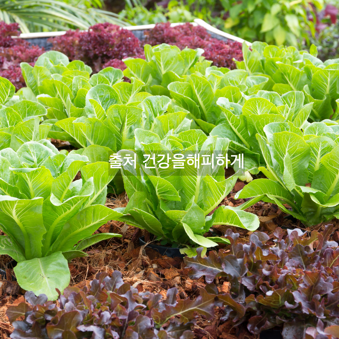 상추의 효능 부작용 칼로리 다이어트할 때 꼭 알아야 할 상극 음식