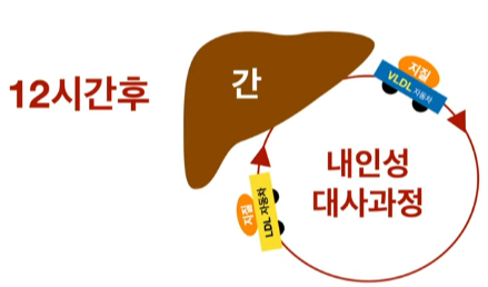 콜레스테롤의 대사과정