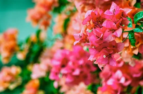 꽃 오래 보관하는 방법 물관리