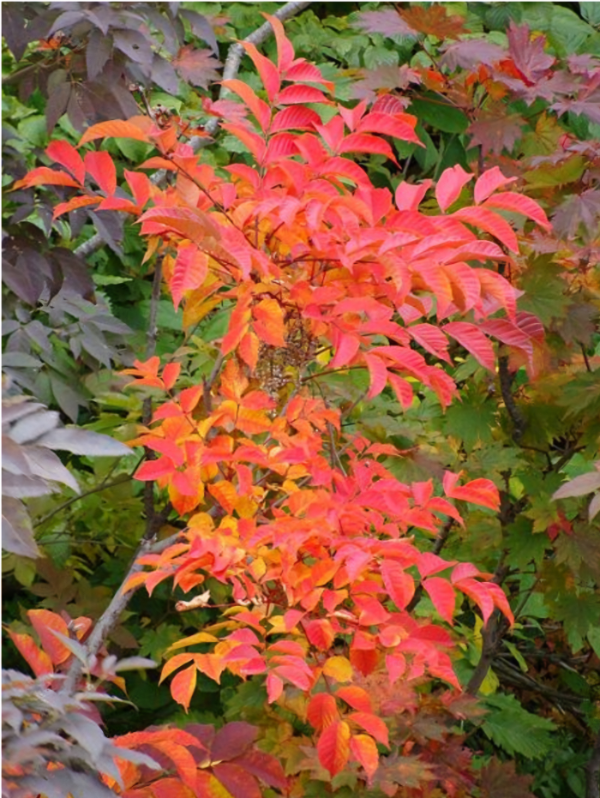 단풍 든 옻나무