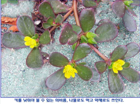 쇠비름 효능