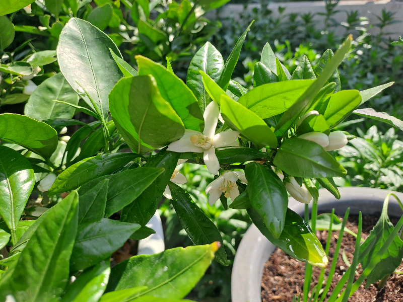 제주도 5월은 귤꽃 향기 가득한 시간