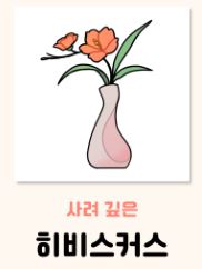 히비스커스 꽃말