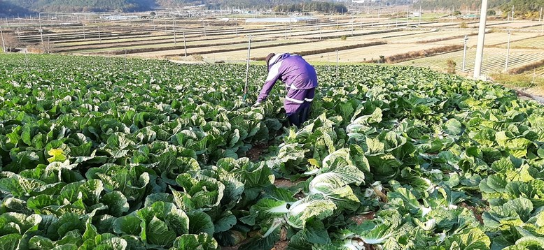 절임배추 추천 Best 3