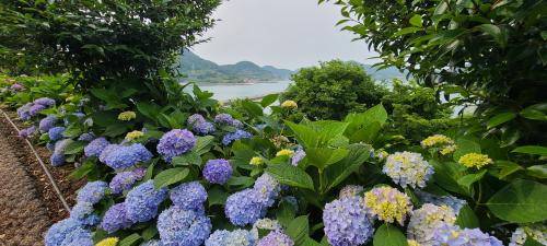 고흥 쑥섬 수국 축제