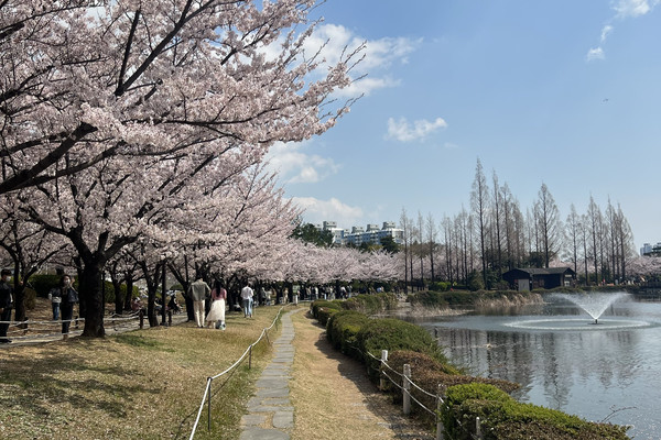 광양 벚꽃 축제 사진
