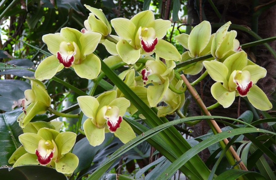 겨울 꽃 심비디움