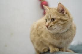 고양이 알레르기 종류