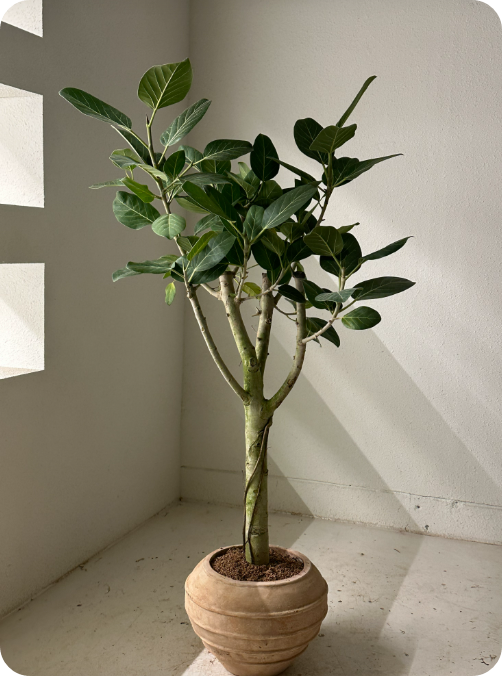 미세먼지를 없애는 실내 공기 정화 식물 BEST 7