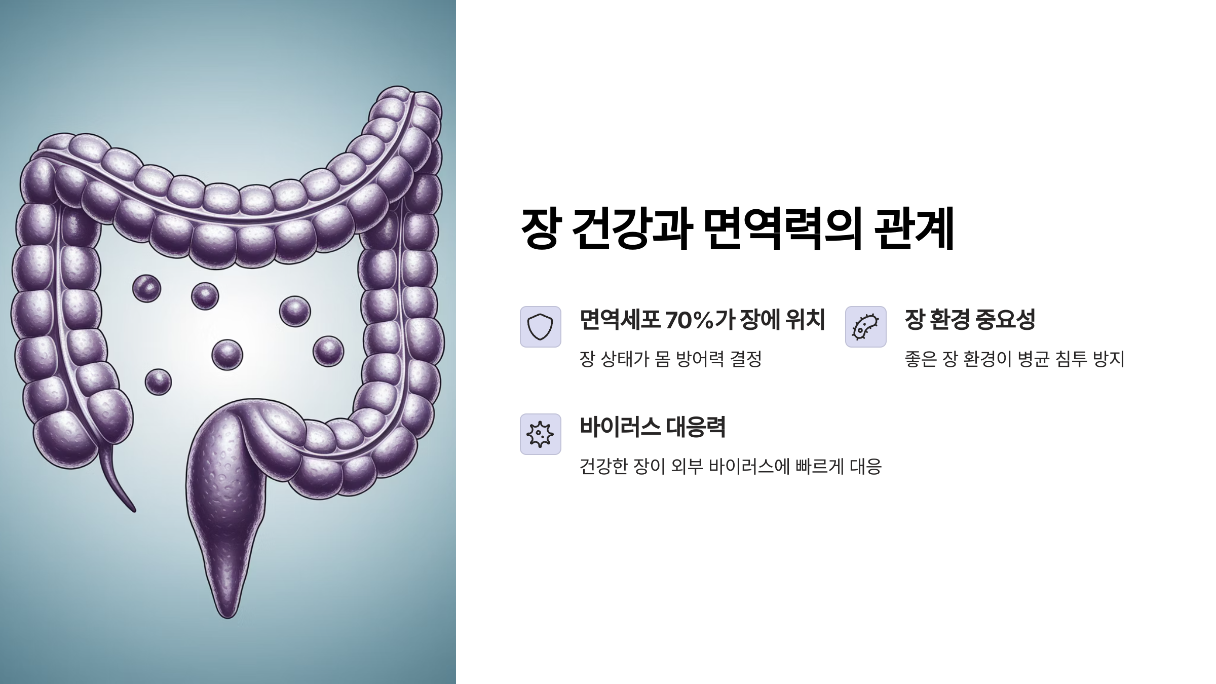면역력과의 관계 구조 설명