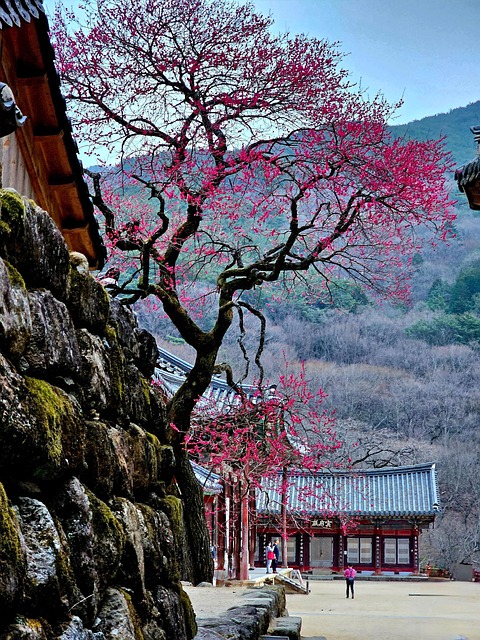 화엄사 전경 사진