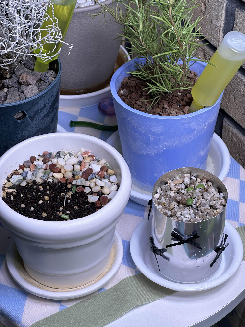 로즈마리 번식 팁