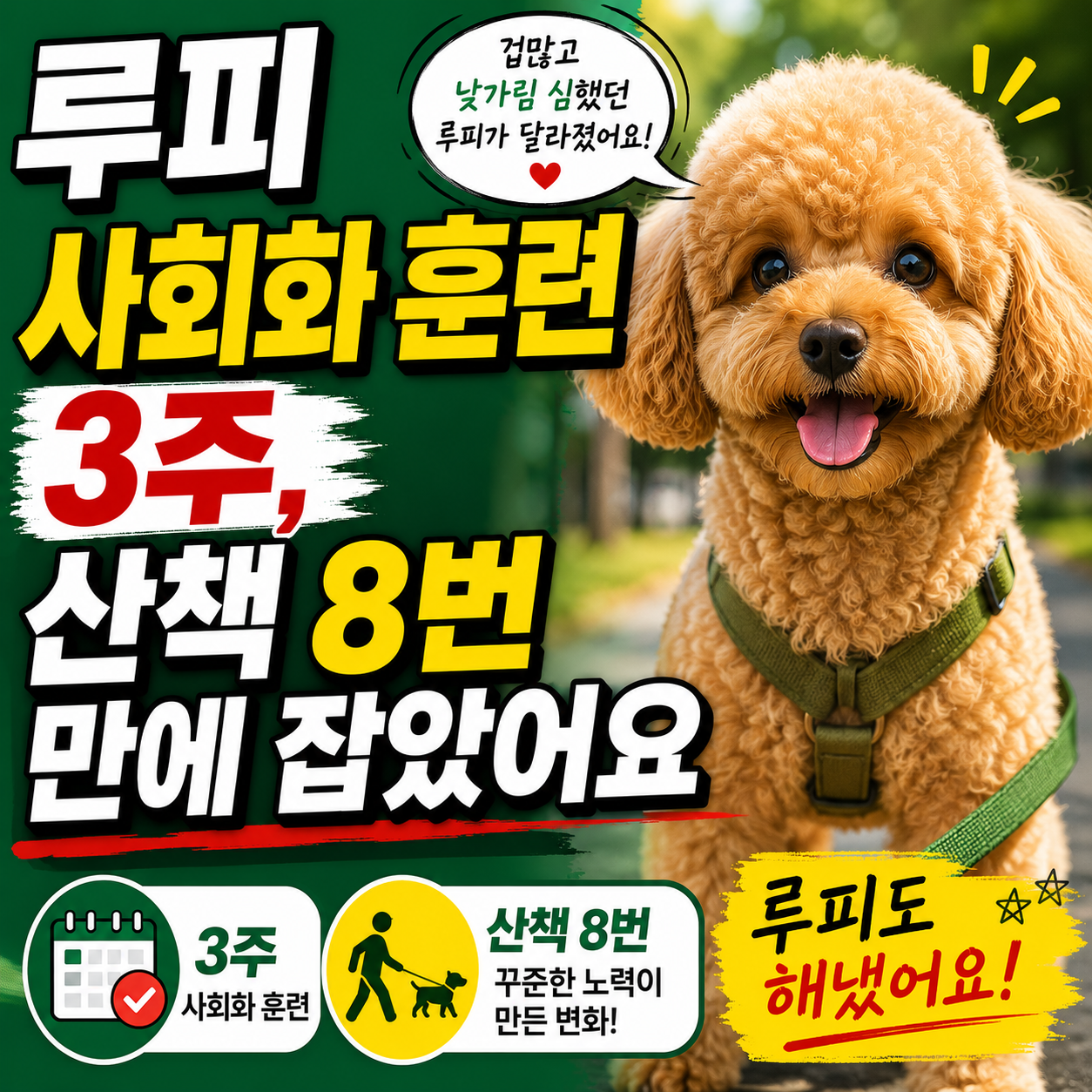 루피 사회화 훈련 3주, 산책 8번 만에 잡았어요